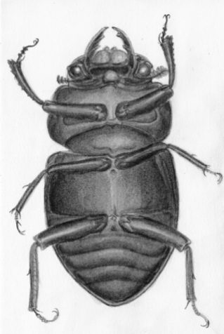 The Beetles1