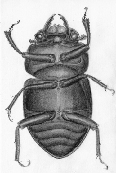 The Beetles1