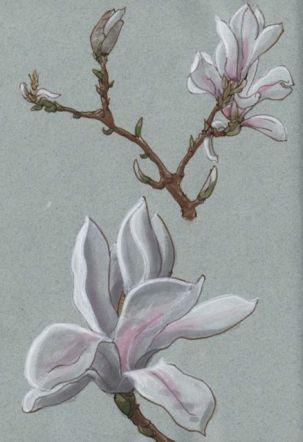 magnolias4